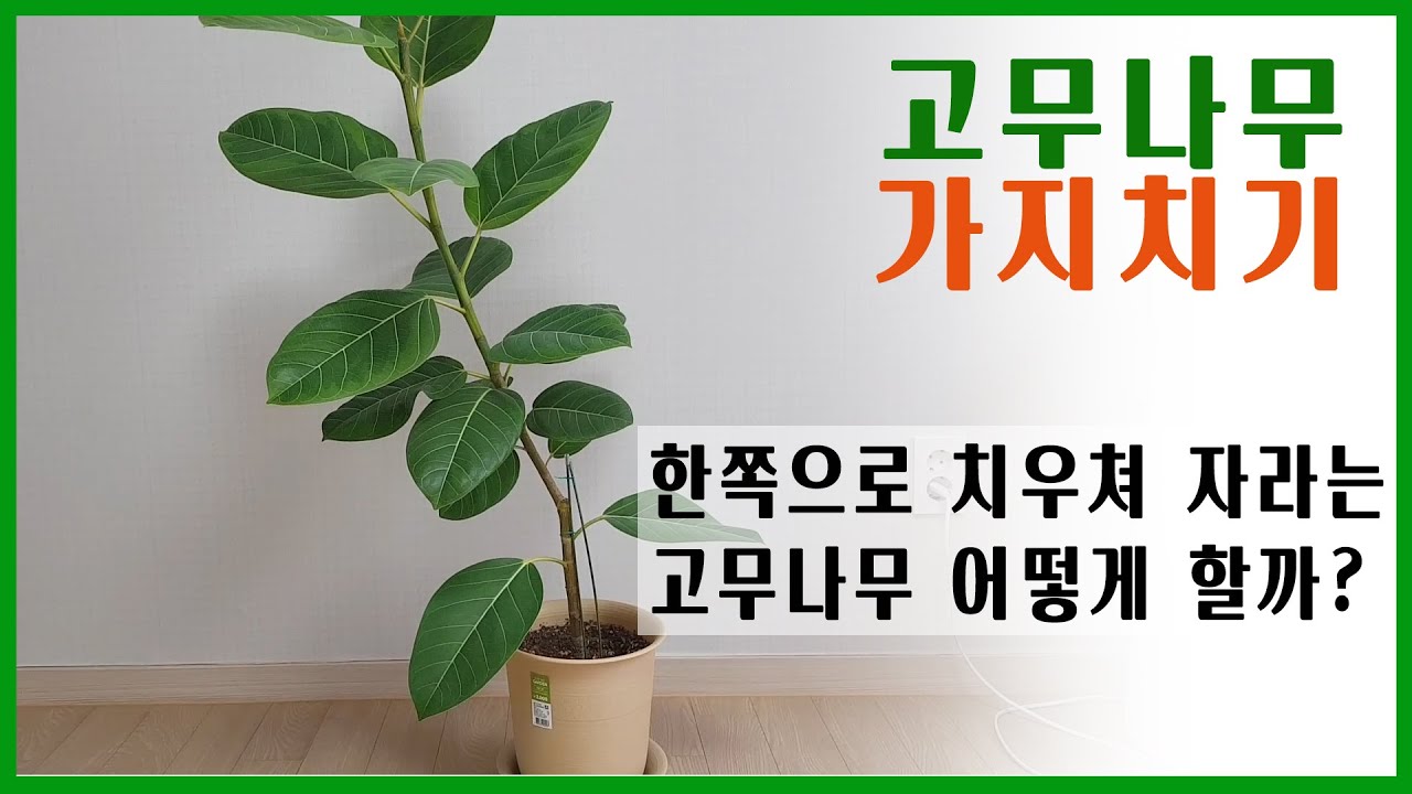 한쪽으로 자라는 고무나무 가지치기 / 고무나무 가지치기 - Youtube