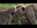 Macaque Hierarchy: Dealing with Bullies | BBC Earth