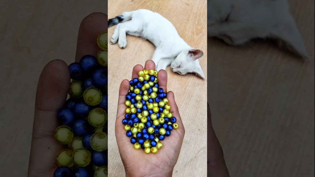 Hilarious Cat Reverse 😹