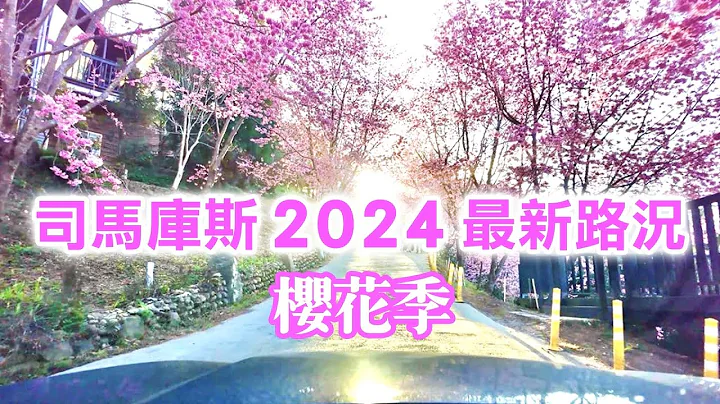 【新竹景點】上帝的部落「司馬庫斯」2024 最新路況，櫻花盛開🌸  Smangus  Hsinchu Taiwan - 天天要聞