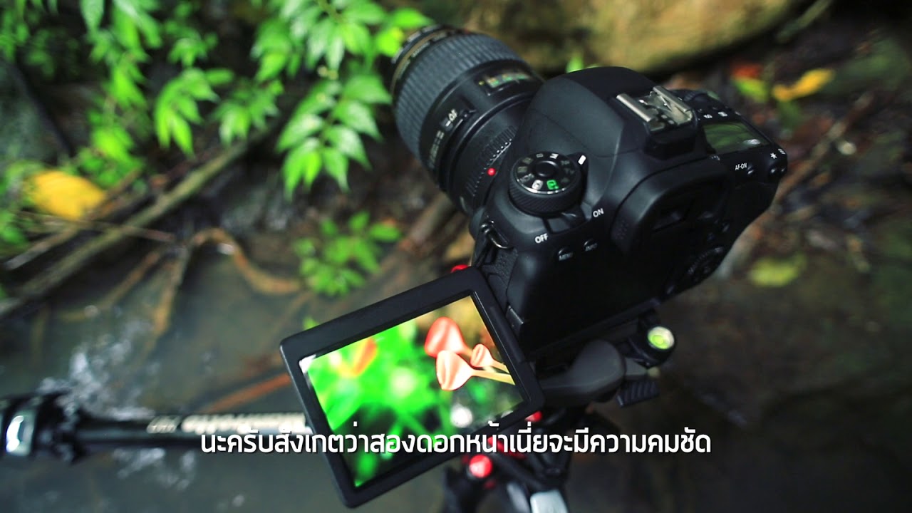 เทคนิคการถ่ายภาพ dslr  2022 Update  สอน ถ่ายรูป :: พรานภาพ EP 203เทคนิค ล่าภาพ Macro