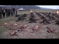 Wild Boar driven hunt in Romania,Battue aux sangliers en Roumanie,Schwarzwild treibjagd in Rumänien