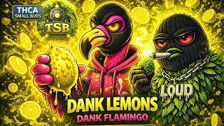 THCA SMALL BUDS Dank Lemons Review | Gas or Pass? USE CODE “FLEE” AT CHECKOUT AT TSB