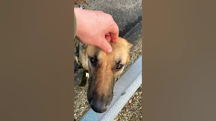 Female German Shepherd #foryou #fypシ゚viral #fypviralシ #germanshepherd #foryourpage #fypage #dog