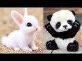 Aww animals soo cute cute baby animalss compilation cute moment of the animals 7