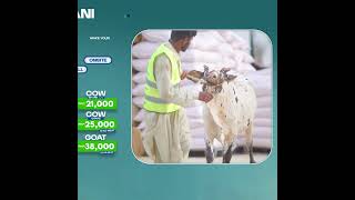 Perform Your Qurbani 2026 with Saylani Welfare – Featuring Junaid Akram | Book Now
