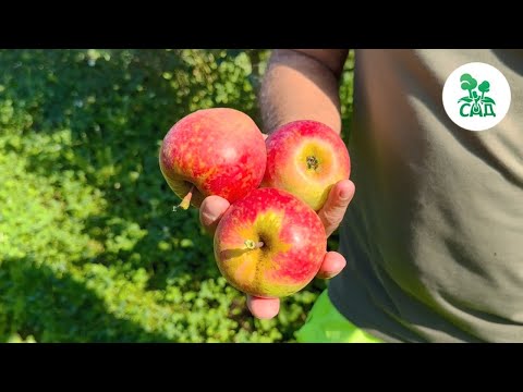 Яблоня КРАСА СВЕРДЛОВСКА.