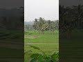 #nasehat #sawah #pemandanganbagus #automobile #pemandanganalamyangindah #nature
