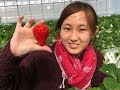 Strawberry Terenak, Termanis, Terbesar di Jepang