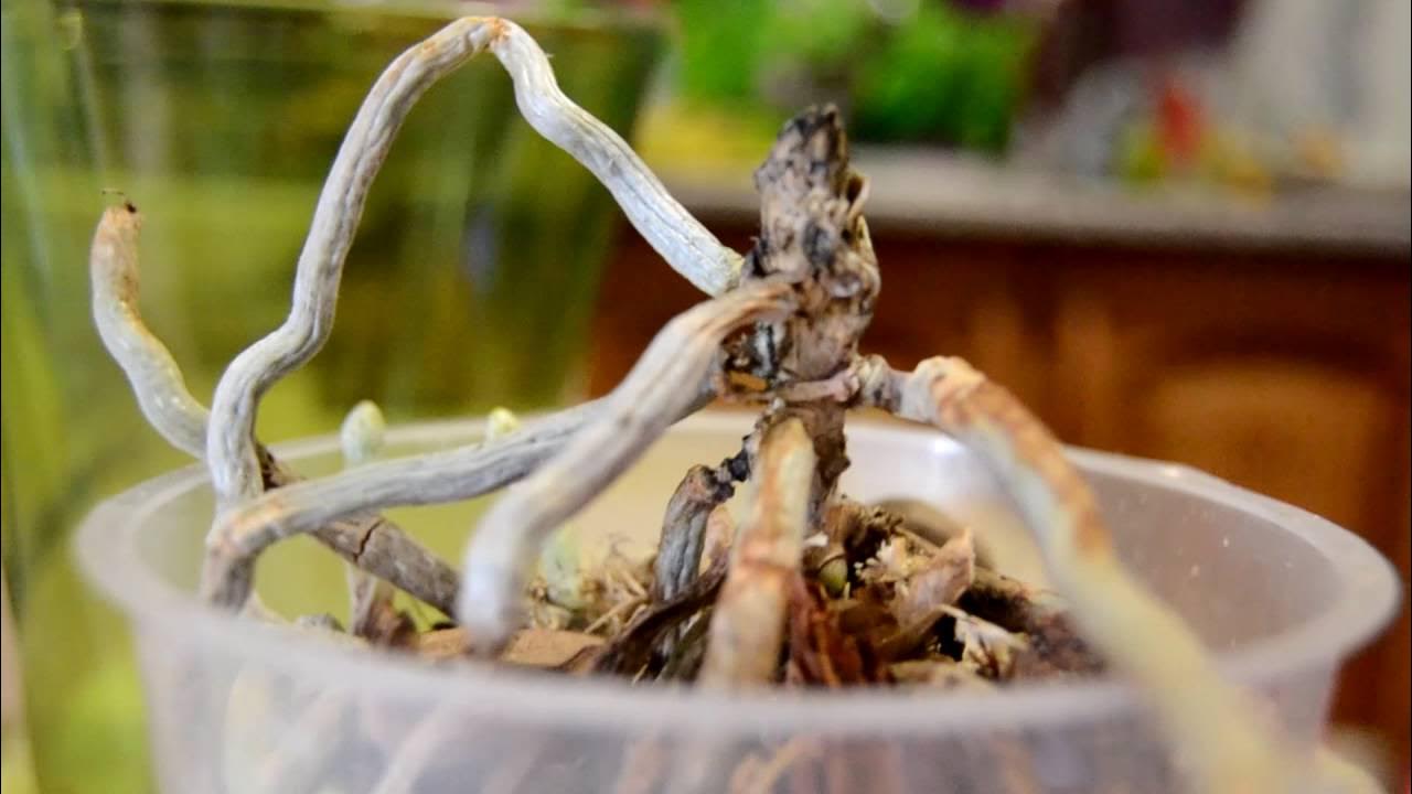 Кислица цикламен. Ветка с листьями. Засохщи йцветок в горшке. Увядшее растение. Засохшая вишня отросток.