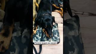 Охота На Зайца С Ягдтерьером.