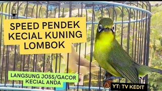Suara Jos Gacor Kecial kuning Lombok || Speed pendek cocok pancingan kk anda