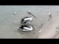 Feeding Pelicans…