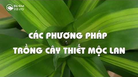 Tổng hợp các cách trồng cây Thiết mộc lan