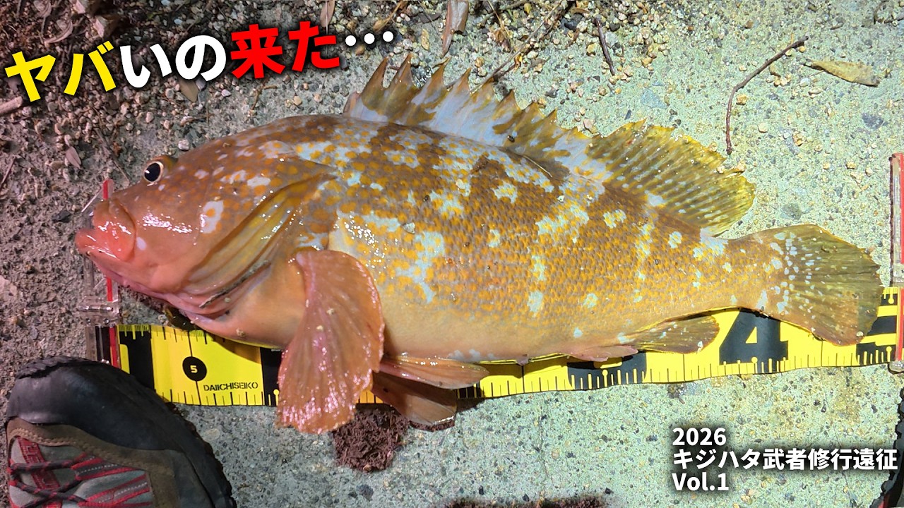 【泣きそう】キジハタ好きの本気を掛けた大遠征釣行、一日目に衝撃の展開が・・・
