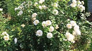 видео: Просто Вау-цветение! 🌹 Роза Крокус Роуз (Crocus roze). картинка: Просто Вау-цветение! 🌹 Роза Крокус Роуз (Crocus roze).