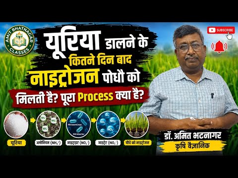 यूरिया डालने के कितने दिन बाद नाइट्रोजन पोधौ को मिलती है? पूरा Process क्या है?