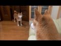 柴犬ひかいち　パパおかえり！ Shibas big welcome