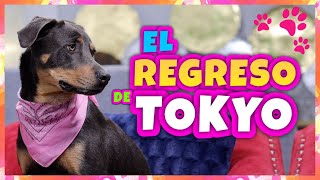 Daniel El Travieso - EL REGRESO DE TOKYO!