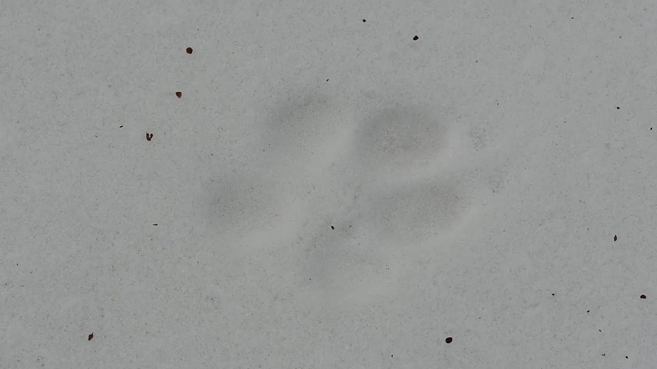 Слідами трьох вовків.