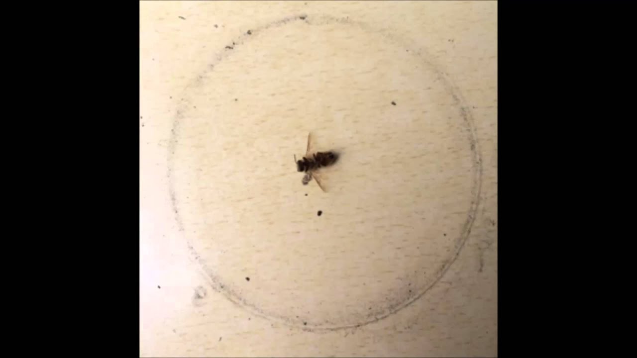 Watch Junebug - Dead Bee Ash Ring on YouTube Watch Junebug - Dead Bee Ash Ring on YouTube