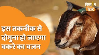 Goat: CIRG की इस रिसर्च से 50 किलो का हो जाएगा 25 किलो वाला बकरा, जानें कैसे | Bakra | Kisan Tak