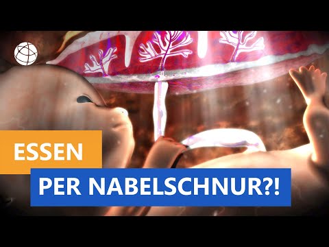 Video: Schläft das Baby im Mutterleib, wenn die Mutter schläft?