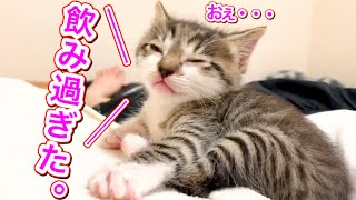 スゴい音でミルクを飲みまくる生後日の子猫が...【保護猫】