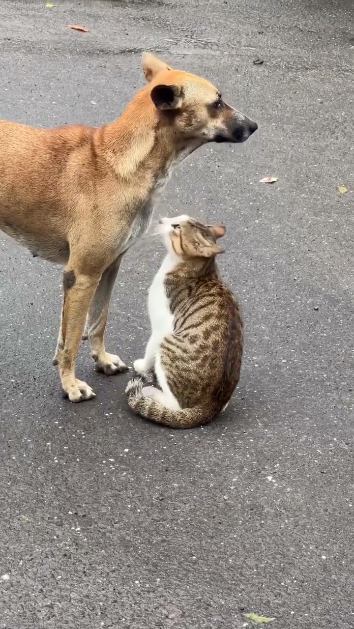 C'est magnifique vidéo chat nature
