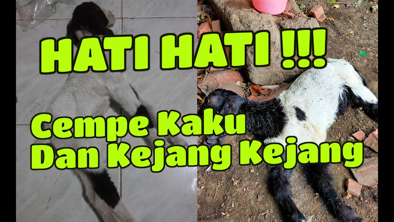 RUGI KALAU SEPERTI INI !!! BEGINILOH CARA MENGOBATI DAN MENCEGAH CEMPE