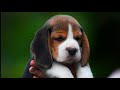 beagle puppies for sale in kerala.