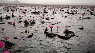 Dibir Haour || ডিভির হাওর joinita, Sylhet, Bangladesh.