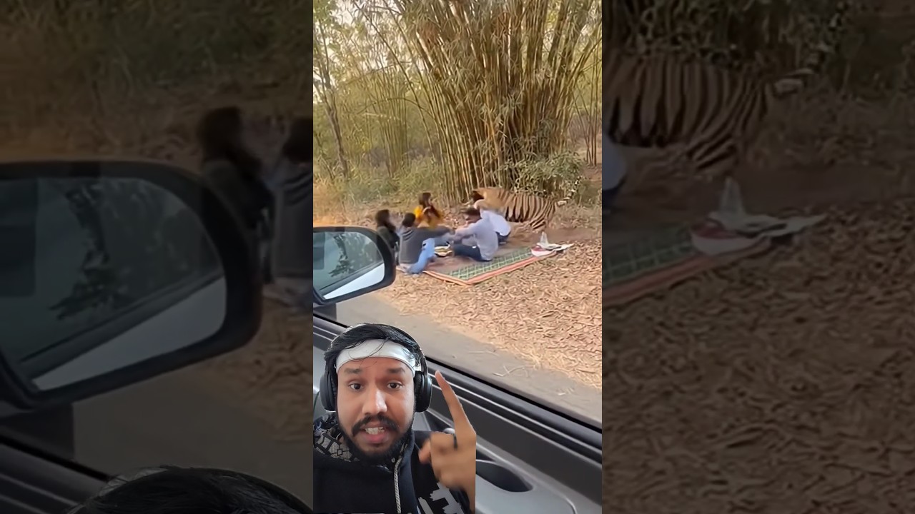 Brutal Tiger Attack in Picnic 😰😭 
