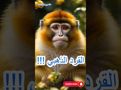 القرد الذهبي     