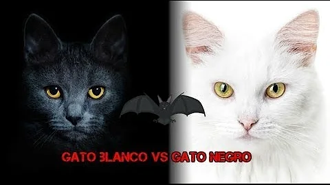 ¿Tienen suerte los gatos blancos y negros?