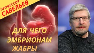 Профессор Савельев: зачем эмбрионам жабры?