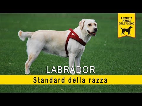 Video: 10 razze di cani più desiderosi di piacere
