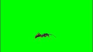 green screen semut hitam black hd