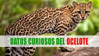 Ocelote, Jaguarcito, Manigordo, Cunaguaro (Leopardus pardalis) | Datos curiosos de animales