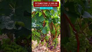 Винодельни SAINT-EMILION #saintemilion Путешествие 12000 км #travellinger 3/52 #bordeaux