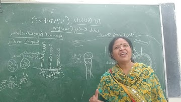 Albugo Asexual reproduction