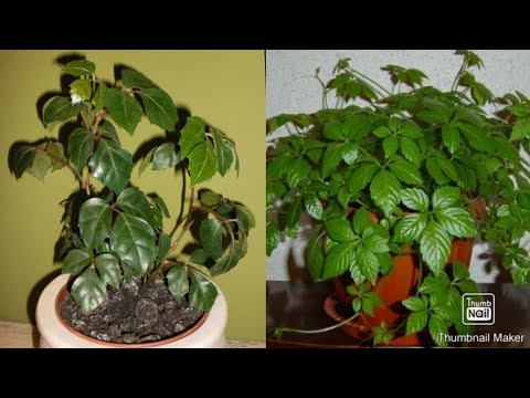 Video: Monstera (53 Fotografije): Kako Izgleda Cvijet, Njegovo Cvijeće I Lišće? Značajke Njege I Transplantacije Kod Kuće? Je Li Monstera Otrovna Ili Nije?