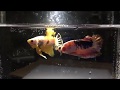 IKAN CUPANG TERBAIK TAHUN 2019!! (SE-RUMAH SAYA) HEHE