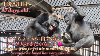 やんちゃぶりが目立つキンタロウですが、午後は久々に母ゲンキに甘えるように寄り添って眠りました⭐️ゴリラGorilla【京都市動物園】Kintaro sleeps next to his mother