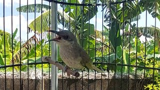 Download Lagu MAsteran Burung Isian Tembakan Cucak Kombo - Cucak Kombo Isian Mewah Part `1 MP3 Download Lagu MAsteran Burung Isian Tembakan Cucak Kombo - Cucak Kombo Isian Mewah Part `1 MP3