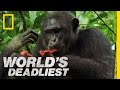 Killers Like Us: Chimpanzees | World's Deadliest