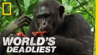 Killers Like Us: Chimpanzees | World's Deadliest
