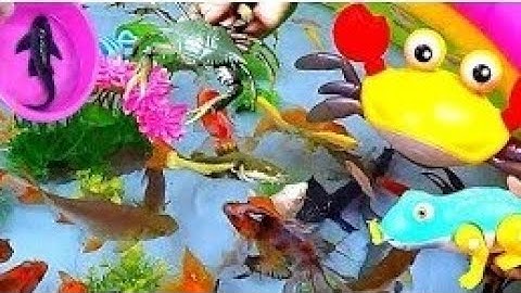 Khám Phá Các Con Vật dễ thương, Thỏ, Rùa, ếch, Cá Koi, Cá Trê, Con Cá