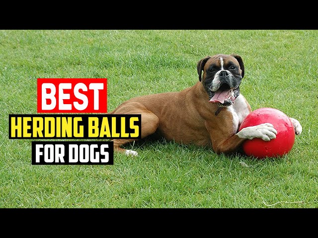 3 Best Herding Balls For Pushing Around (11+ Tested) - Dog Lab