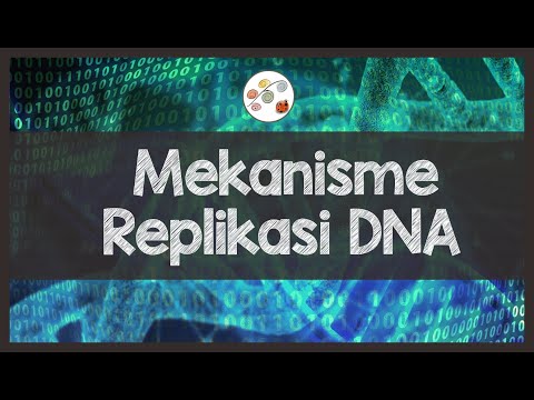 Proses Replikasi DNA - Proses Duplikasi atau Penggandaan DNA